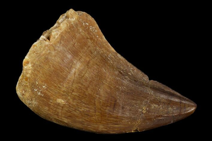 Mosasaur (Prognathodon) Tooth - Morocco #118901